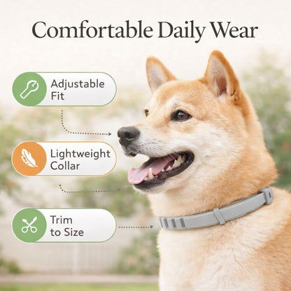 8-Month Flea & Tick Protection Collar