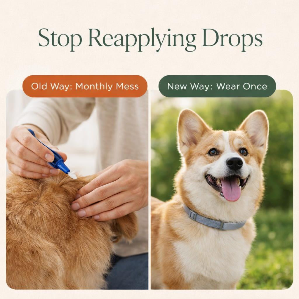 8-Month Flea & Tick Protection Collar