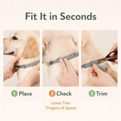 8-Month Flea & Tick Protection Collar